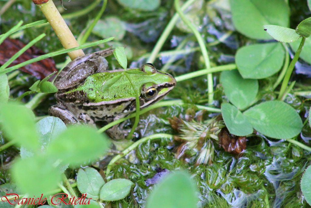 Qualche Pelophylax sp.!!! (prov. Caserta)